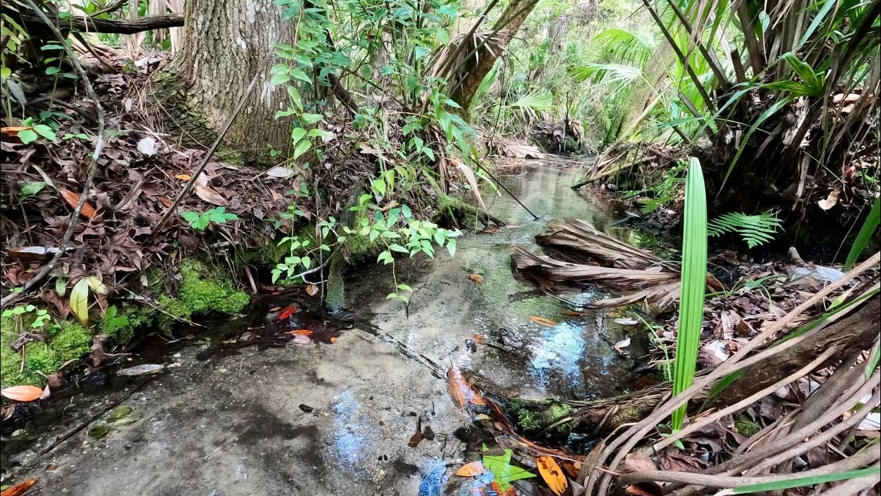 The Hidden Springs of Seminole State Forest