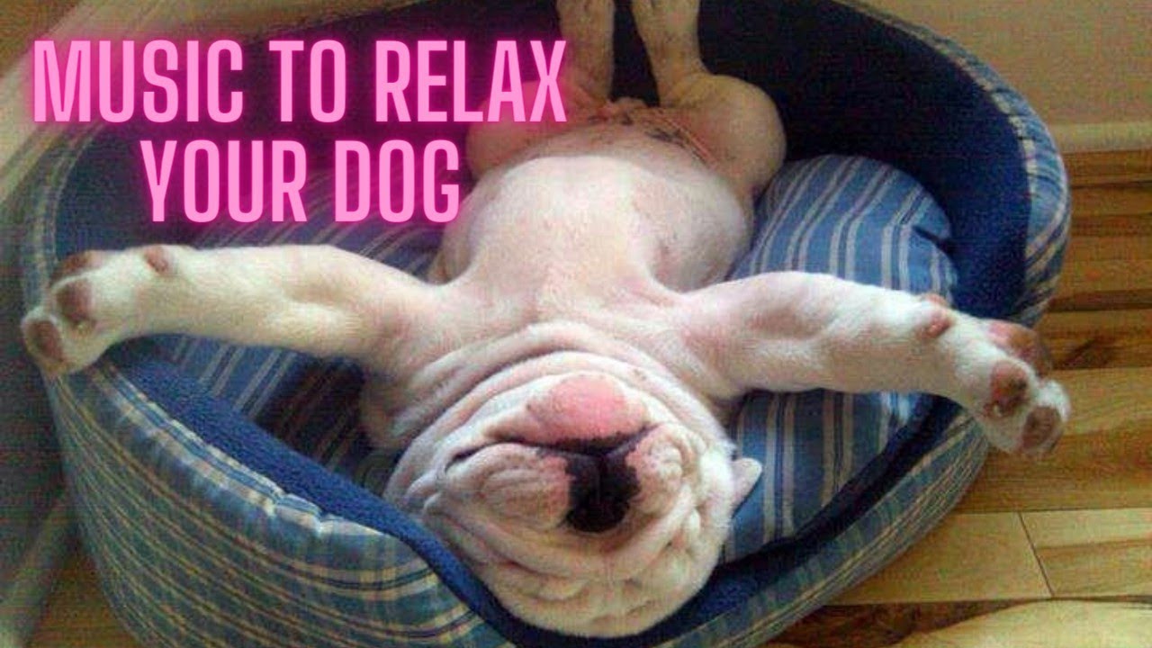 Music to Relax Your Dog Calm Your Dog and Combat Anxiety.
