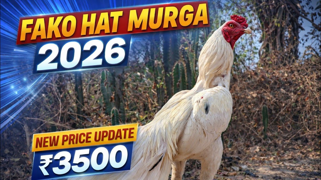 Fako hat  murga price update || #kukru #fakohat #jharkand #viral
