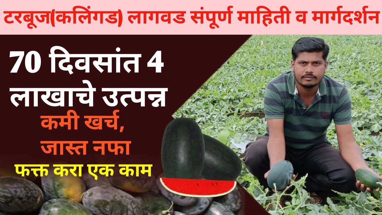 टरबूज(कलिंगड) लागवड करताय हा व्हिडिओ बघा || टरबूज लागवड माहिती || tarbuj lagwad mahiti