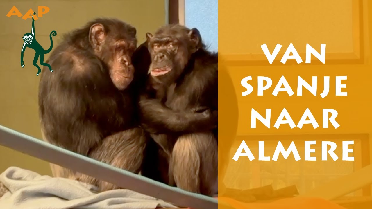 Bijzondere verhuizing: chimpansees Peggy en Babsie van AAP Spanje naar AAP in Almere - Stichting AAP