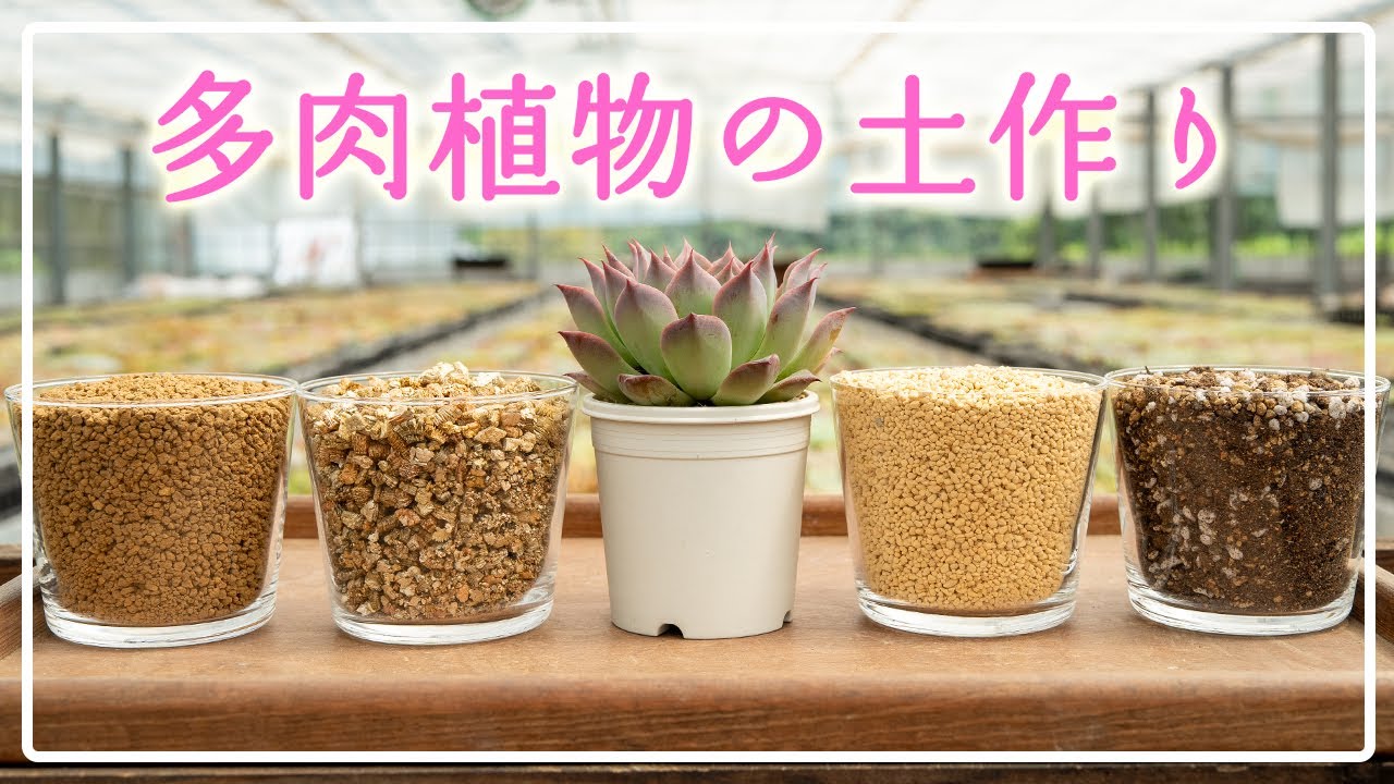 【秋の多肉ごと】どう育てたいかで土は決まります🌱