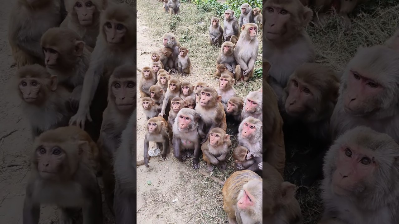Hungry 😋 monkeys 🐒#bandar #monkeyvideo #monkey 0371
