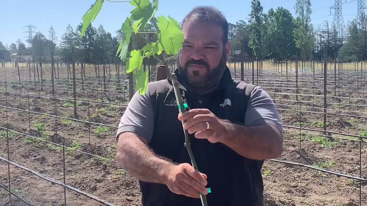 Planting Options