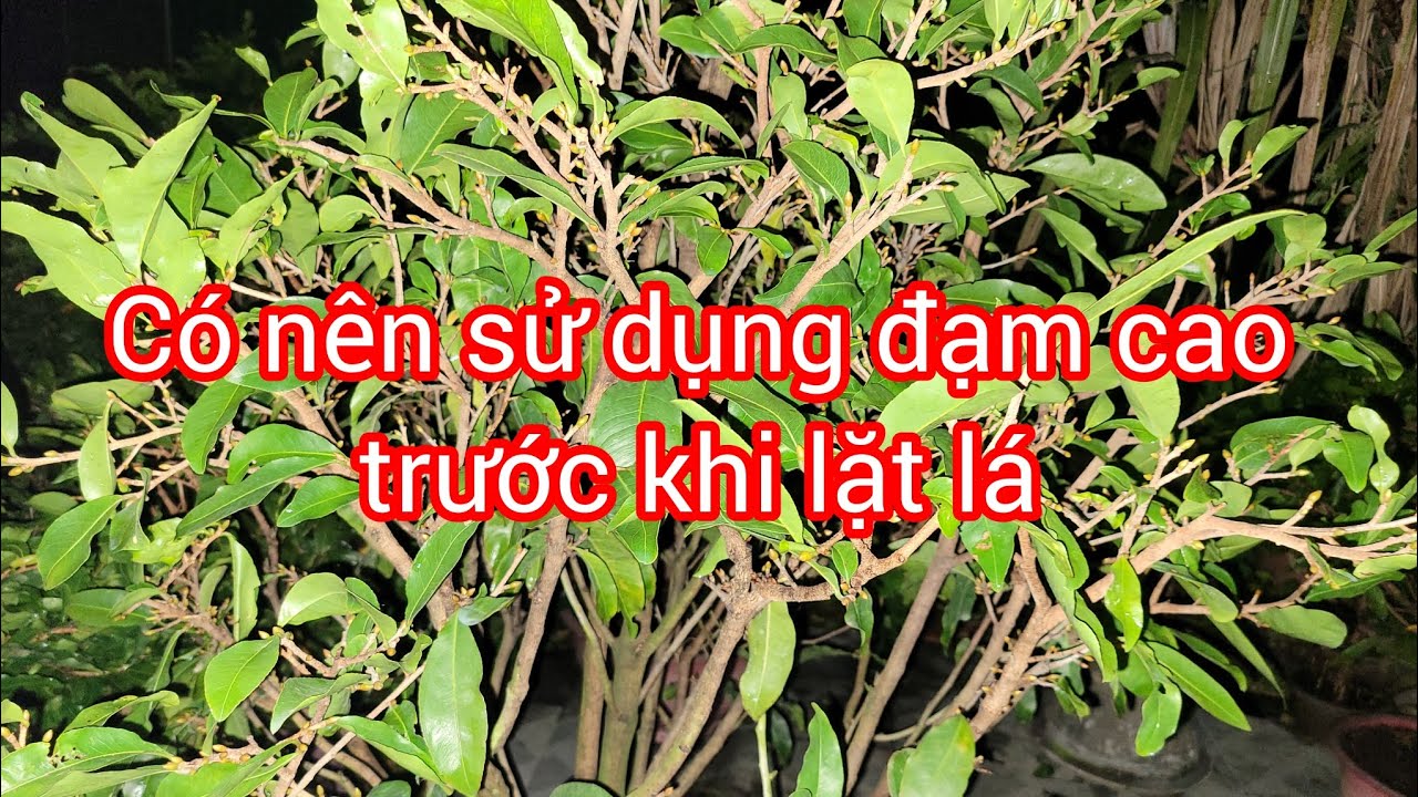 Có nên sử dụng đạm cao cho Cử phân cuối trước khi lặt lá.