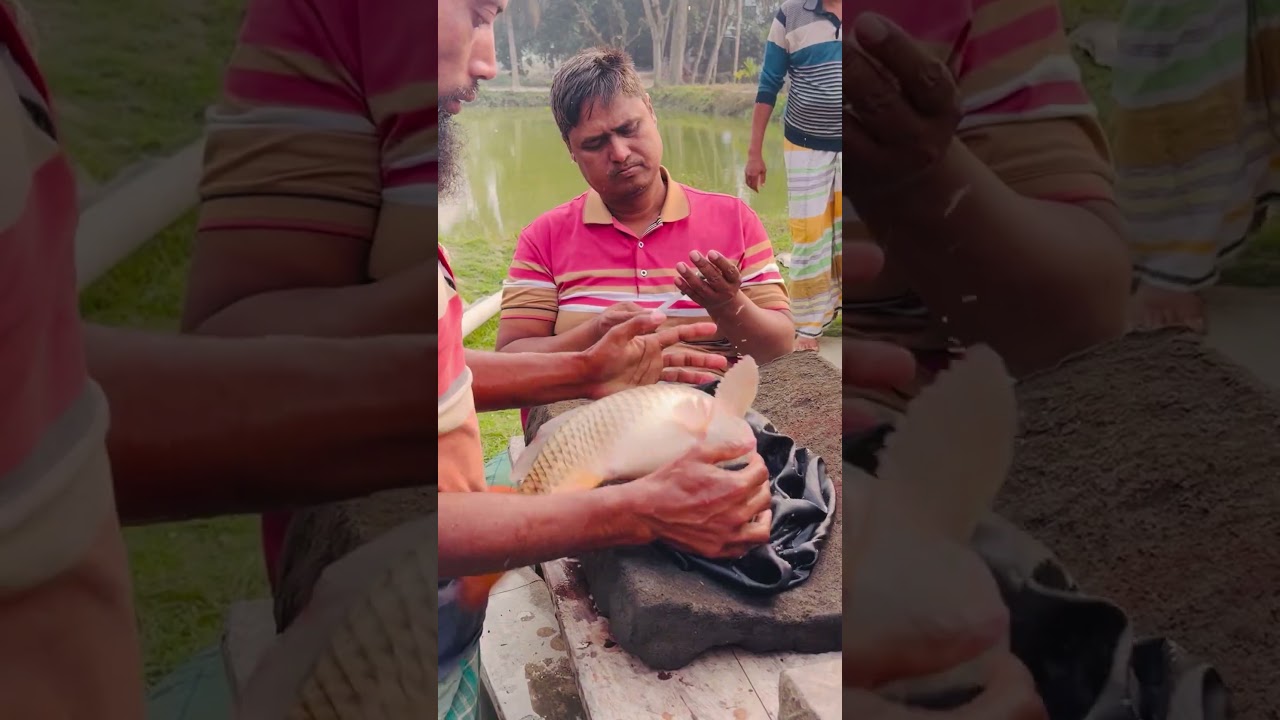 How Carp Fish Are Treated with Injections 