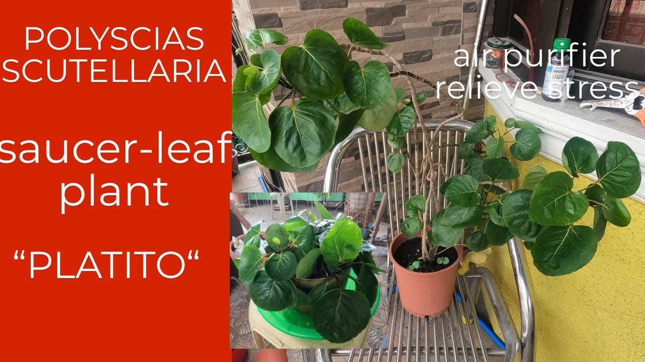 POLYSCIAS SCUTELLARIA | SAUCER-LEAF PLANT @passion at60