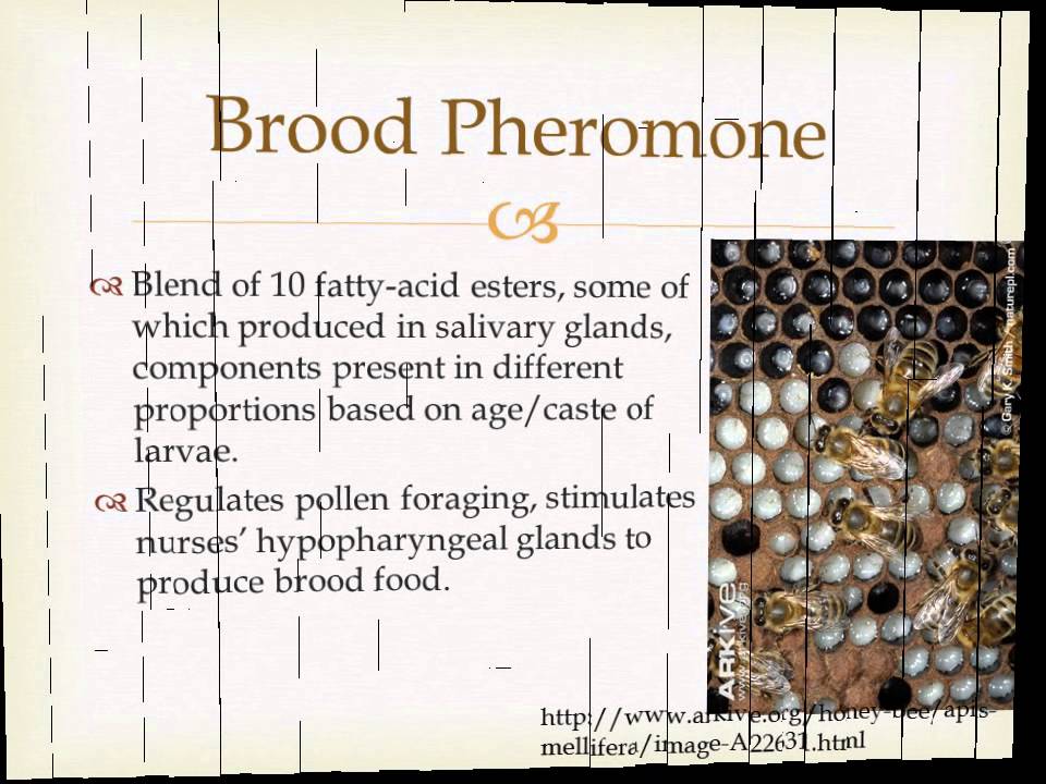 TAMU Honey Bee Biology Project--Honey Bee Pheromones