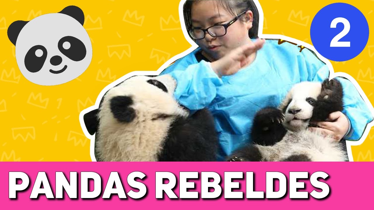 ESSE É O EMPREGO DOS SONHOS? 🐼😄