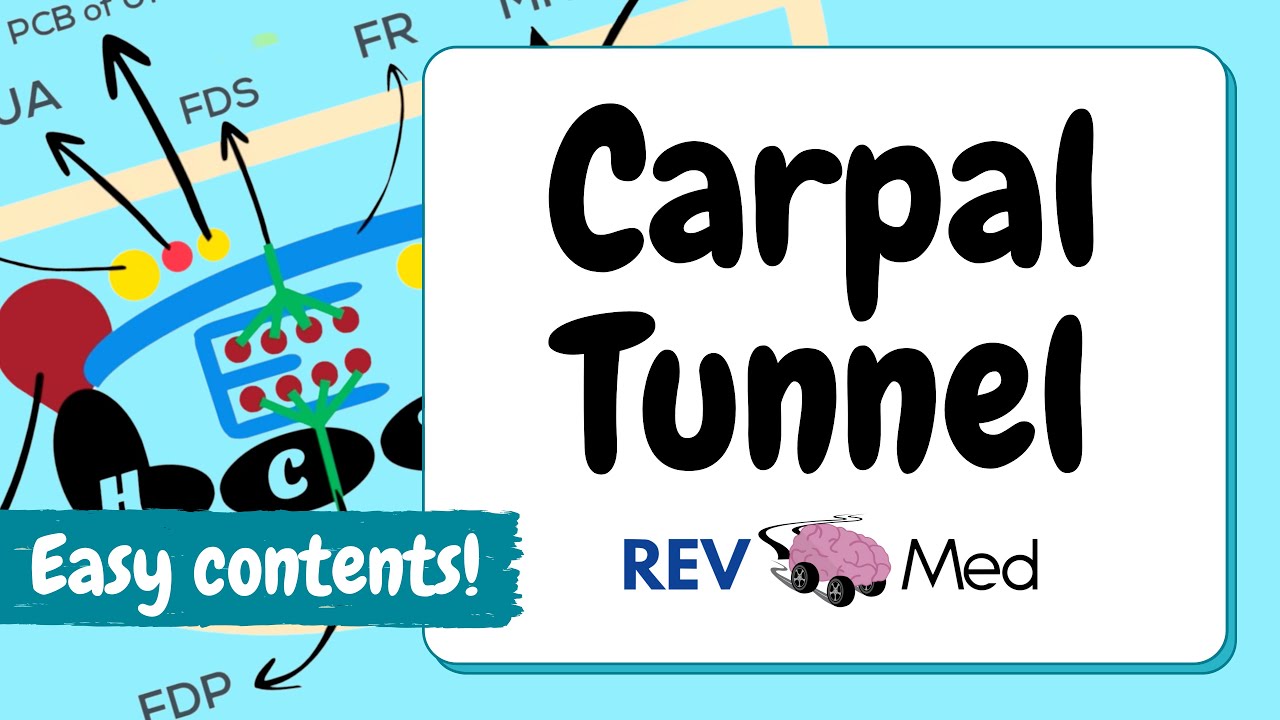 Carpal Tunnel Anatomy & Contents (Easy Lesson)