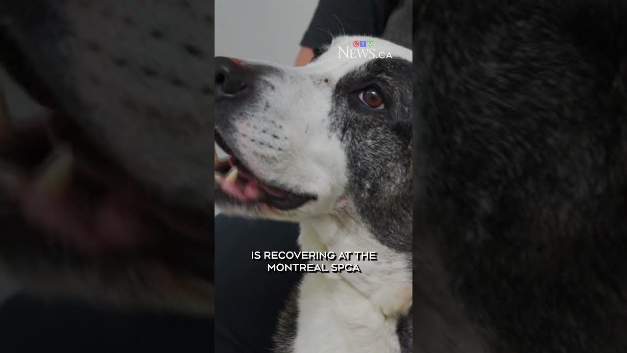 Dog shot multiple times and left for dead in small Quebec town