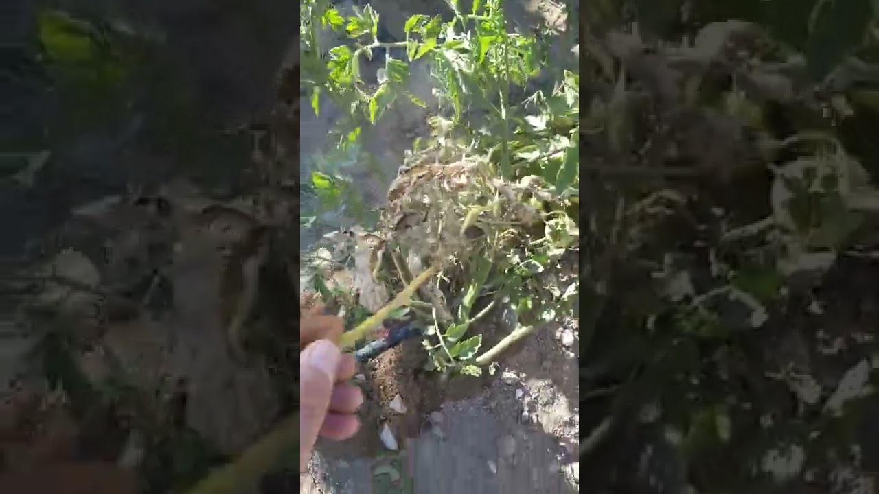Domateslerim tamamen yok olmak üzere yeni bir doğal uygulama ile mücadele başlattık.