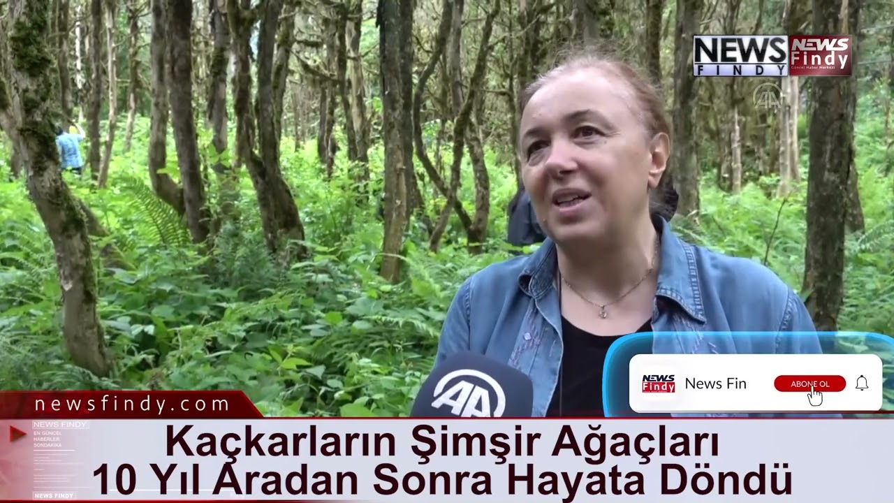 Kaçkarların Şimşir Ağaçları 10 Yıl Aradan Sonra Hayata Döndü