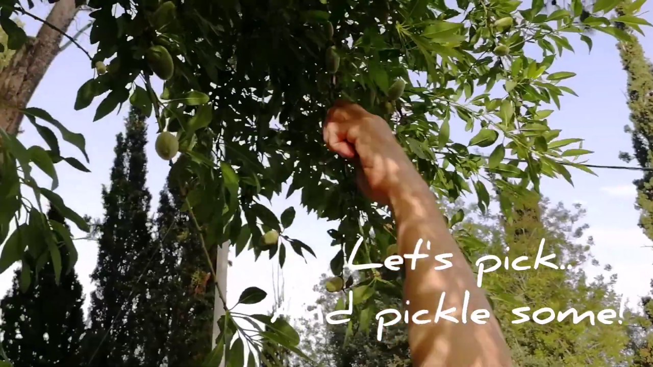 Pickled green almonds
