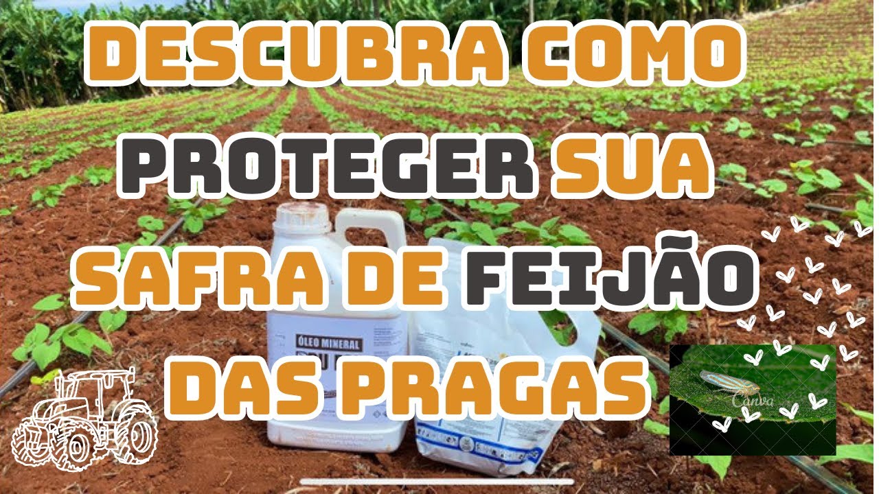 Plantando feijão ? Descubra como proteger sua safra de pragas !!