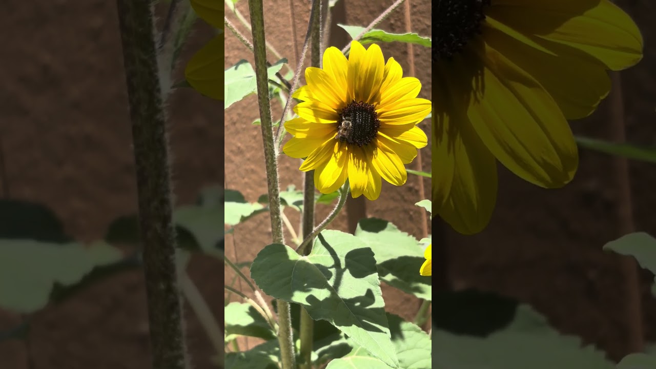 Should I just play bees swarm simulator?