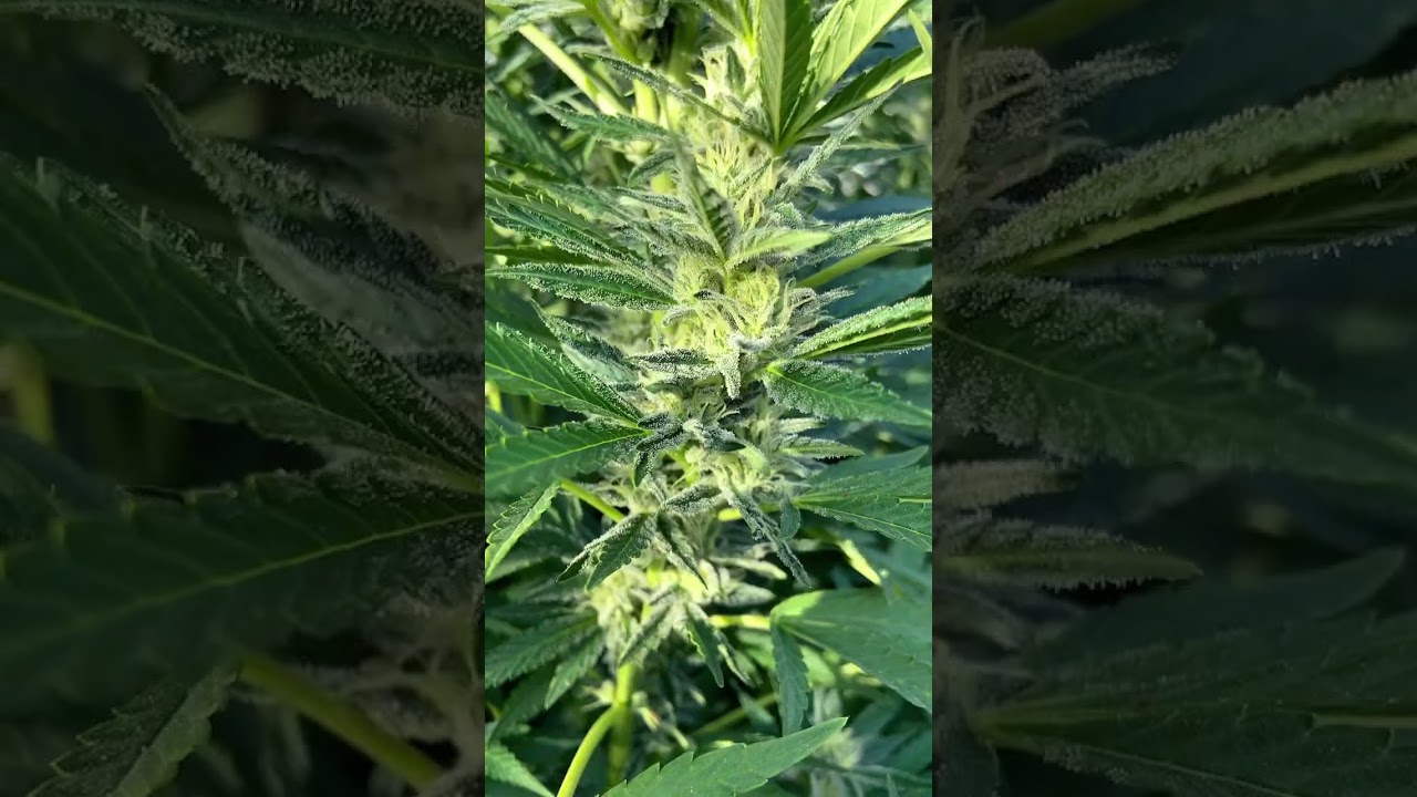 2022 Organic outdoor grow! My sour cherry glue!
