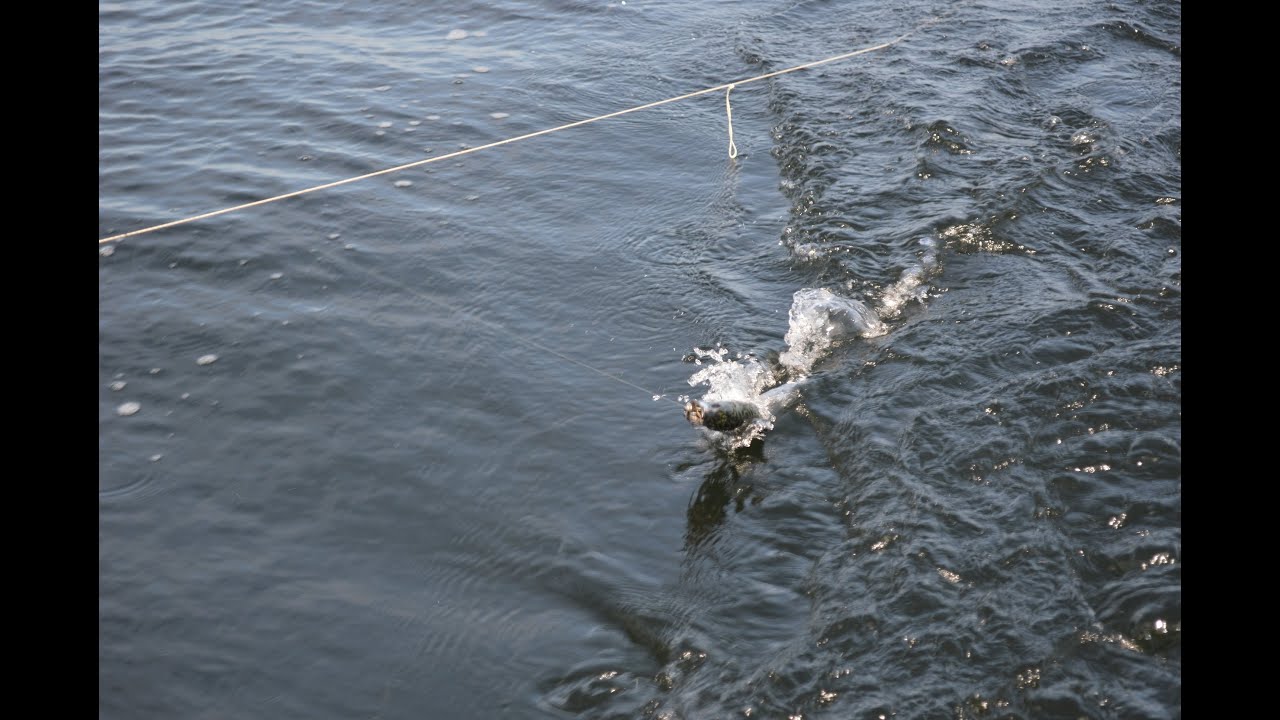 Fishing mackerel in Oslo Fjord (english & russian)