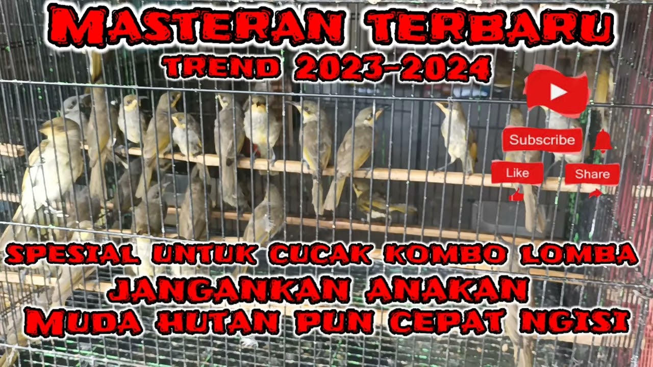 Masteran Cucak Kombo // Kecial Kombok // Cngklikan terbaru versi 2023-2024 wajib coba durasi 3 jam