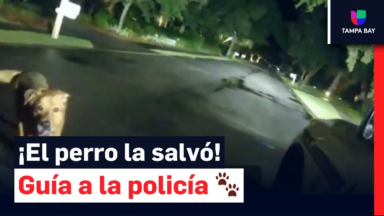 El instinto de un perro permiti&oacute; rescatar a una abuela lesionada en un vecindario de Florida