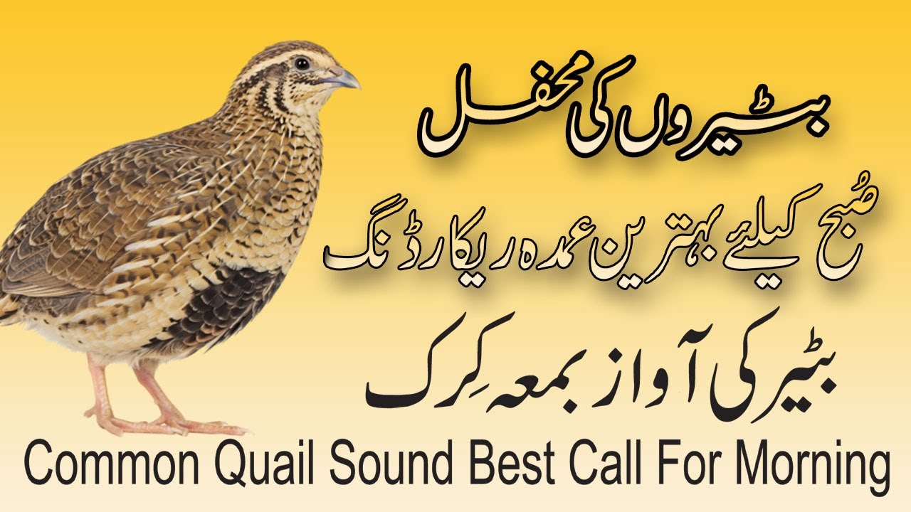 Batair ki new kirak 2025 | super hit awaz Quails | Brid sound | Made batair ki awaz suba Ka laya