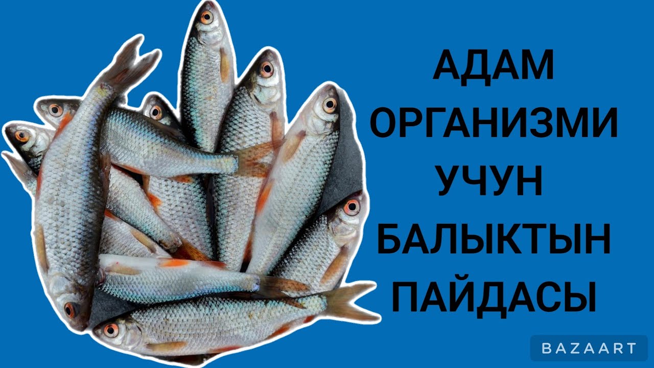 АДАМ ОРГАНИЗМИНЕ БАЛЫКТЫН ПАЙДАСЫ