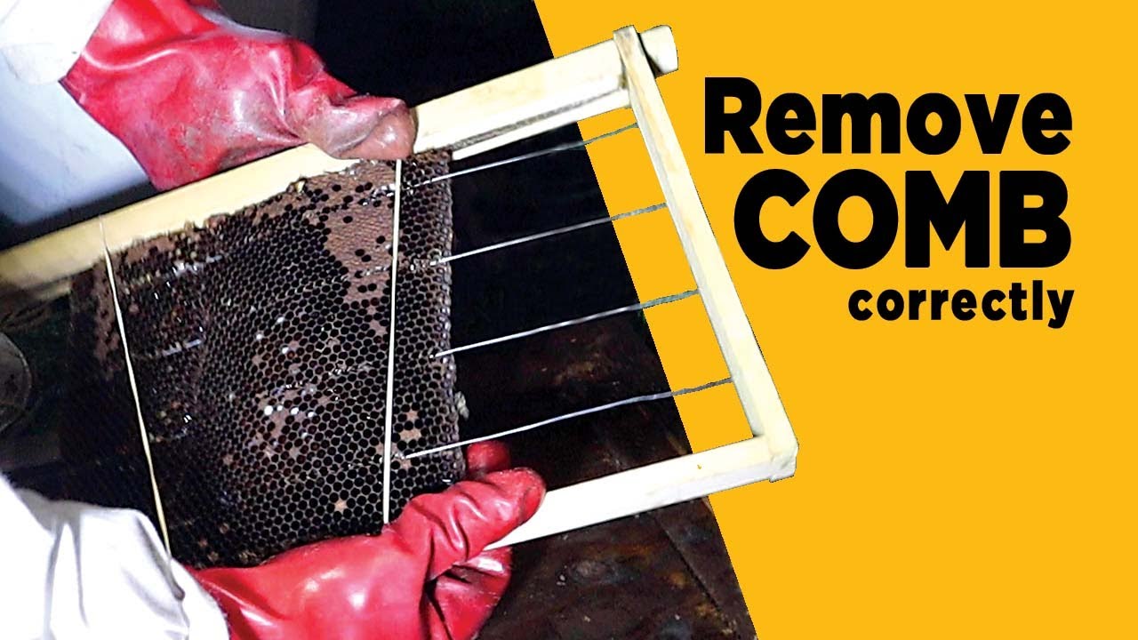 Position Honeycomb in Frames When Doing a Honeybee Removal
