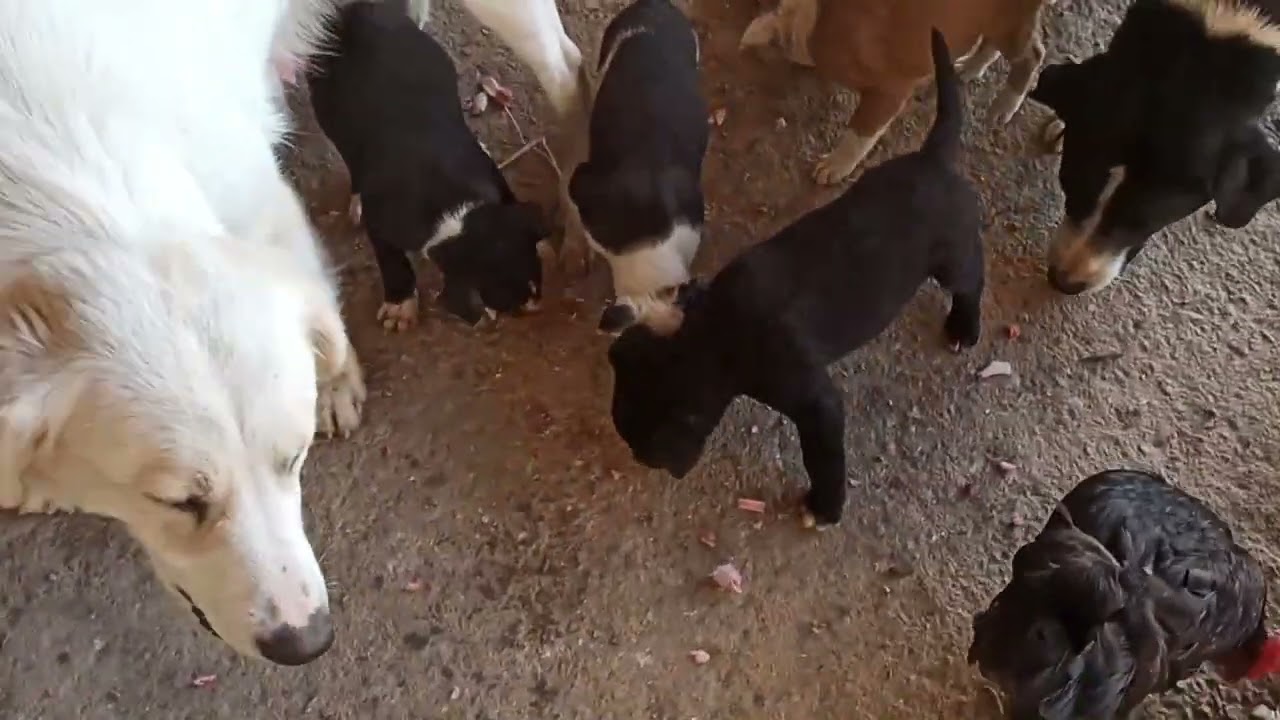 cuccioli di 33-22-18 giorni