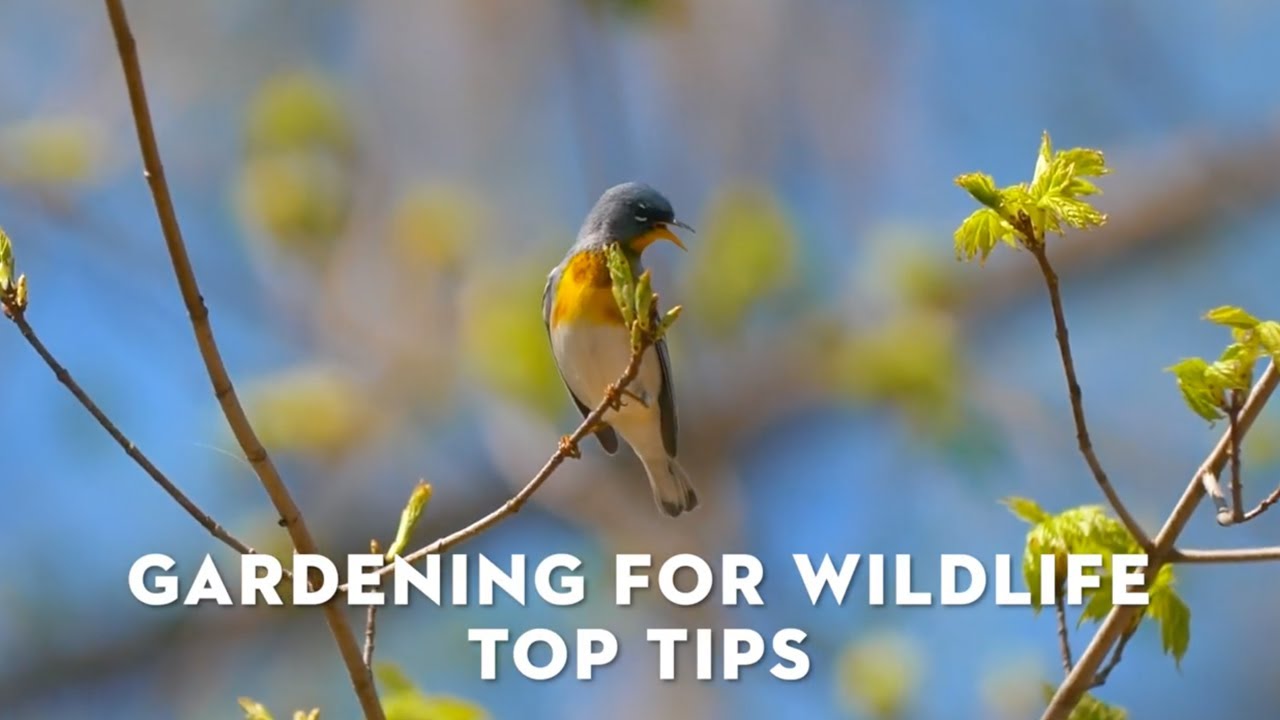 Gardening for Wildlife With Jane Moore | Habitat Gardening | STIHL Garden Guide | STIHL GB
