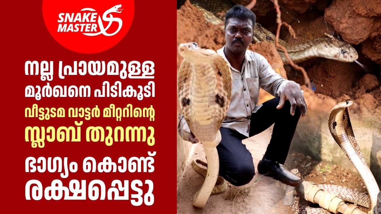 കരിങ്കൽ കെട്ടിനുള്ളിലും, വാട്ടർ മീറ്ററിലും മൂർഖൻ പാമ്പ് | Cobra Rescue | Snakemaster EP 1170