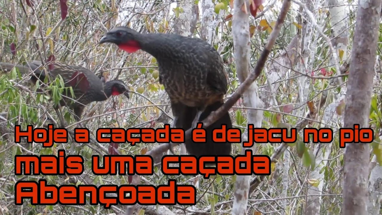 hoje a caçada é de jacu  deu certo
