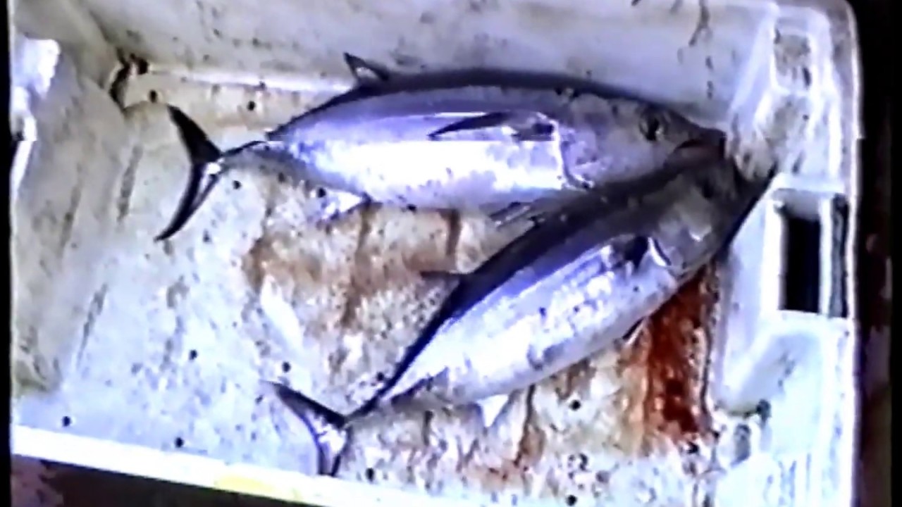 Gill netting Tuna Newlyn MFV Golden hope