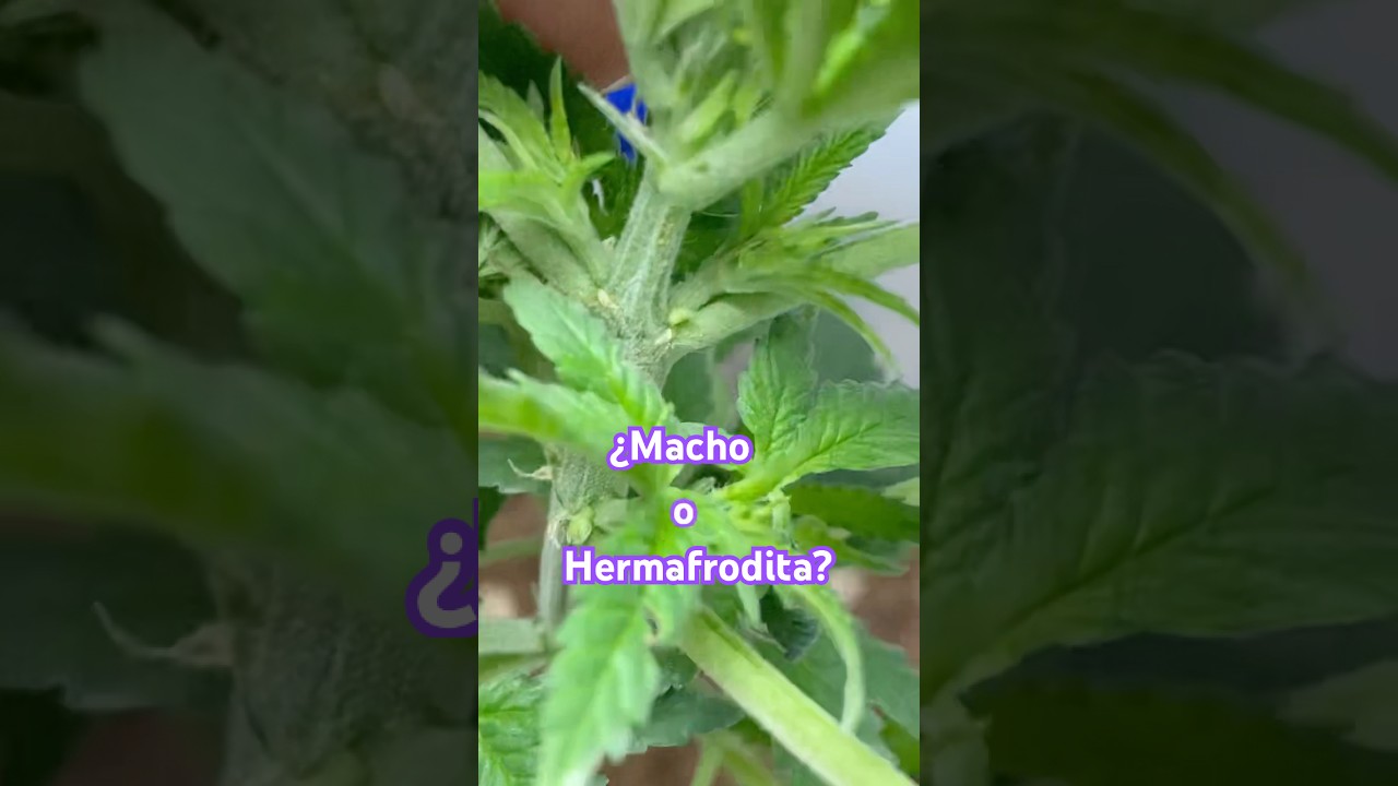 Machos o hermafroditas? cultivo experimental #plants #cannabiseducativo #lahuertacann&aacute;bica