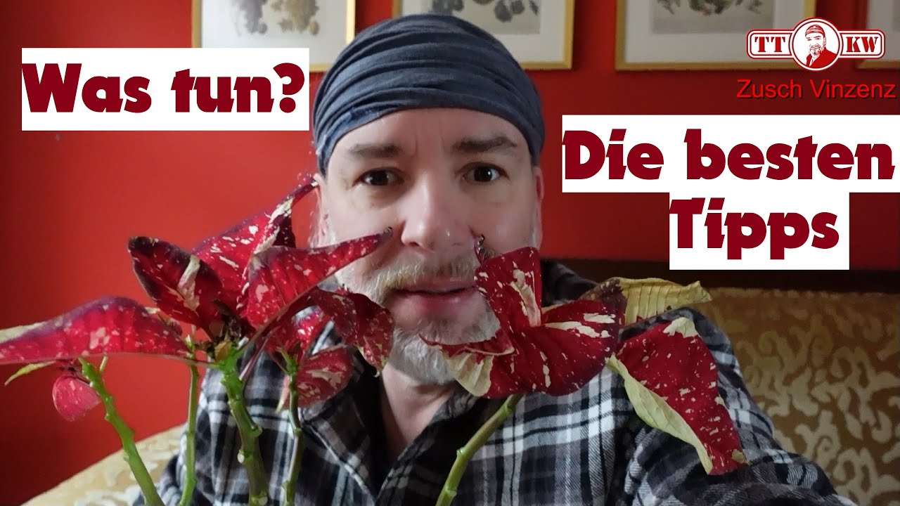 VORSICHT! Weihnachtsstern ist verbl&uuml;ht! Was tun? Pflege Tipps. Rote Bl&auml;tter richtig pflegen gie&szlig;en