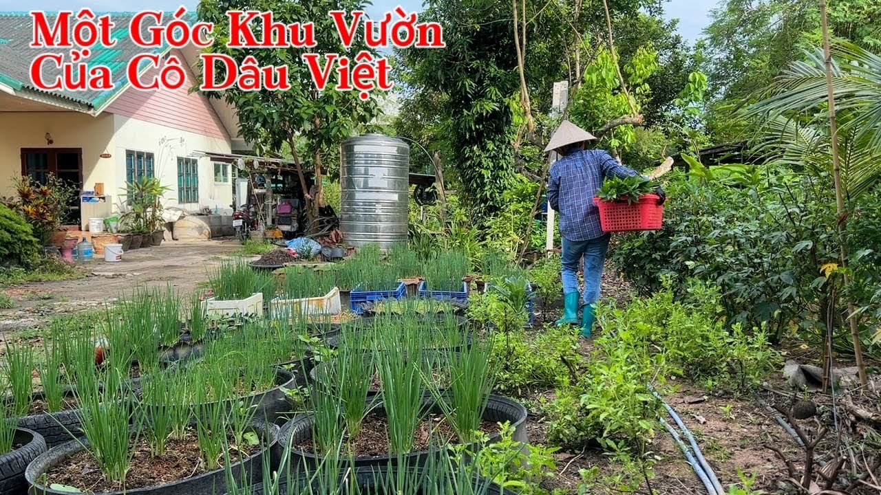 #489 Thu Hoạch Đọt Giấm Rau É Quế Đọt Bí Rợ #hanhcuocsongthailand 