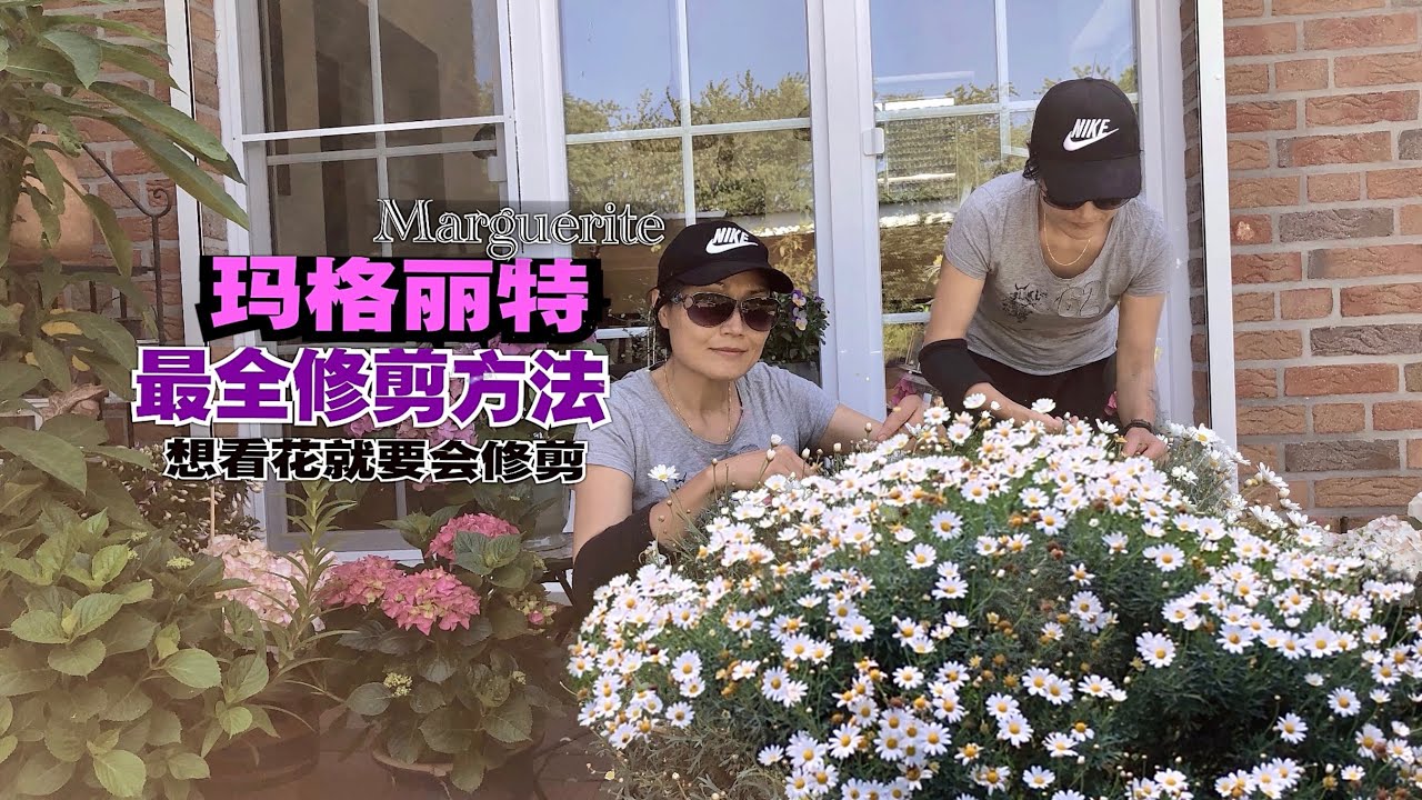 玛格丽特Margeriten四季不同生长阶段的不同修剪方法/最全最详解/铲平修剪和精细修剪的区别好坏/寒冬过后如何修剪才能爆花/打顶芽的正确操作/18.08.2023