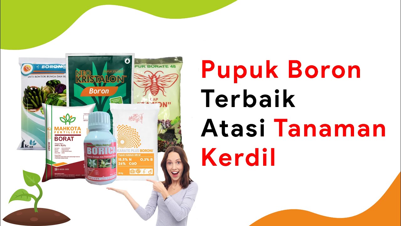 6 Jenis Pupuk Penyuplai Boron untuk Cabe, Atasi Tanaman Kerdil