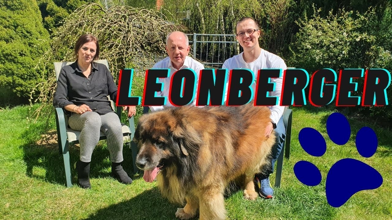 LEONBERGER SZCZERZE O RASIE