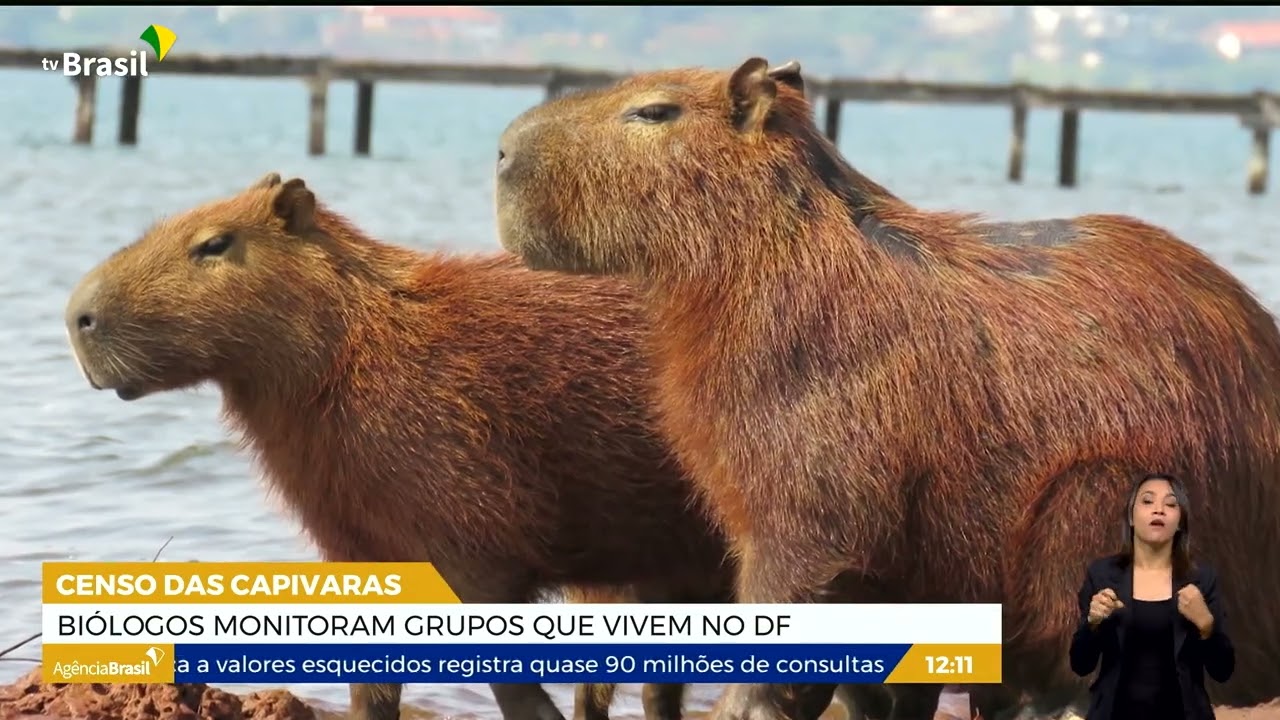 DF l Censo das capivaras: biólogos monitoram grupos que vivem no DF