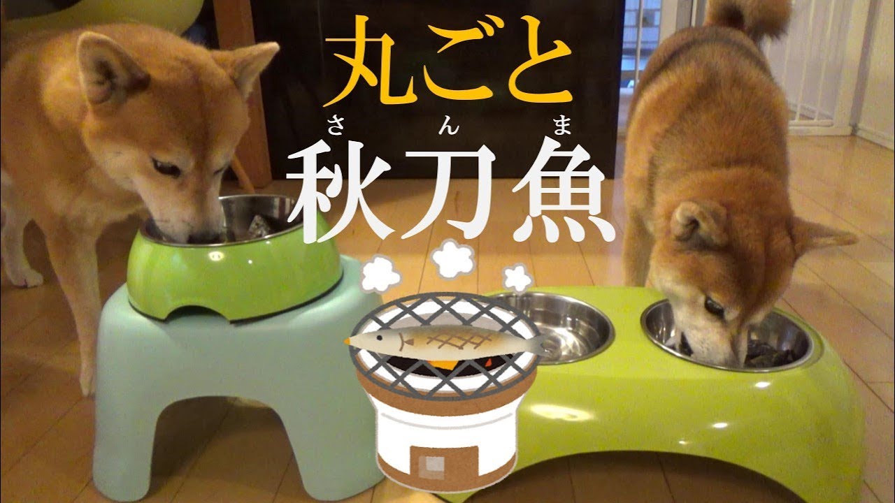 【今が旬】尾頭付き！丸ごと食べよう焼き秋刀魚【秋の味覚】/ Shibainu father and son eat a sanma fish grilled whole