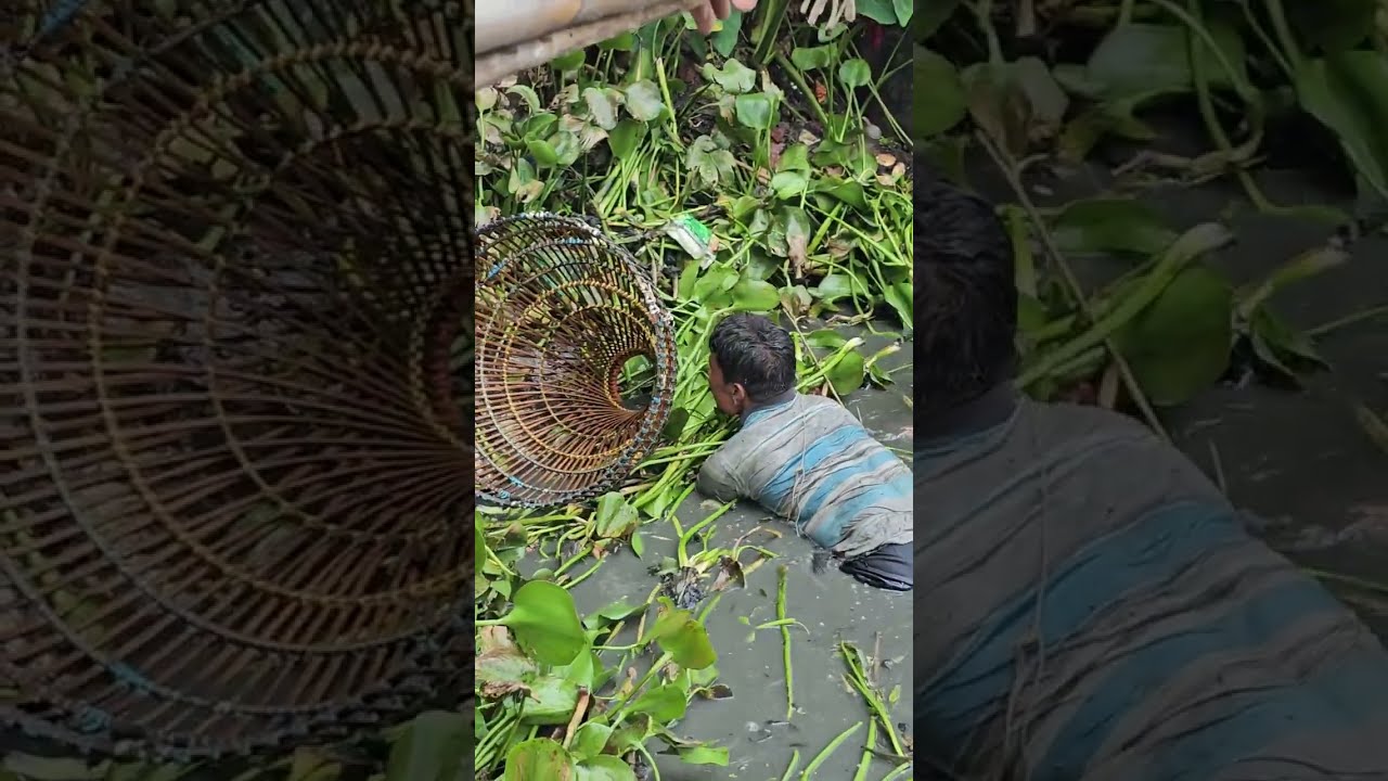 পোলো রেখে কি মাছ ধরছে দেখুন। 