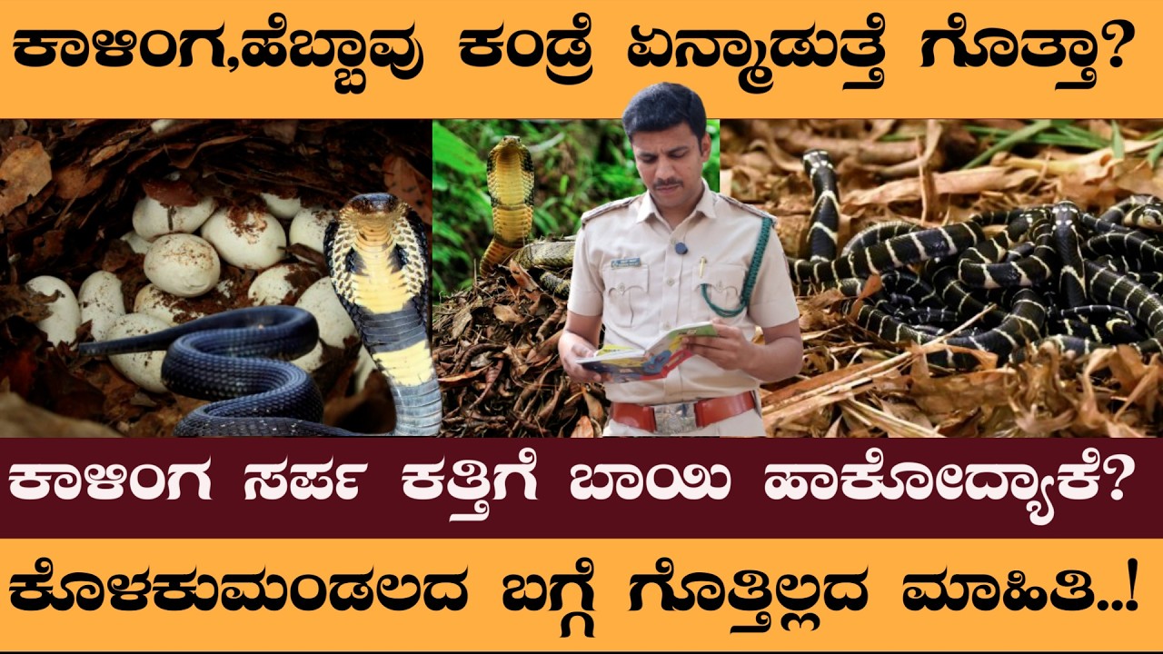 ಕಾಳಿಂಗ ಹೆಬ್ಬಾವು ಕಂಡ್ರೆ ಏನ್ಮಾಡುತ್ತೆ ಗೊತ್ತಾ? ಕಾಳಿಂಗ ಸರ್ಪ ಕತ್ತಿಗೆ ಬಾಯಿ ಹಾಕೋದ್ಯಾಕೆ? #Naveen rowth