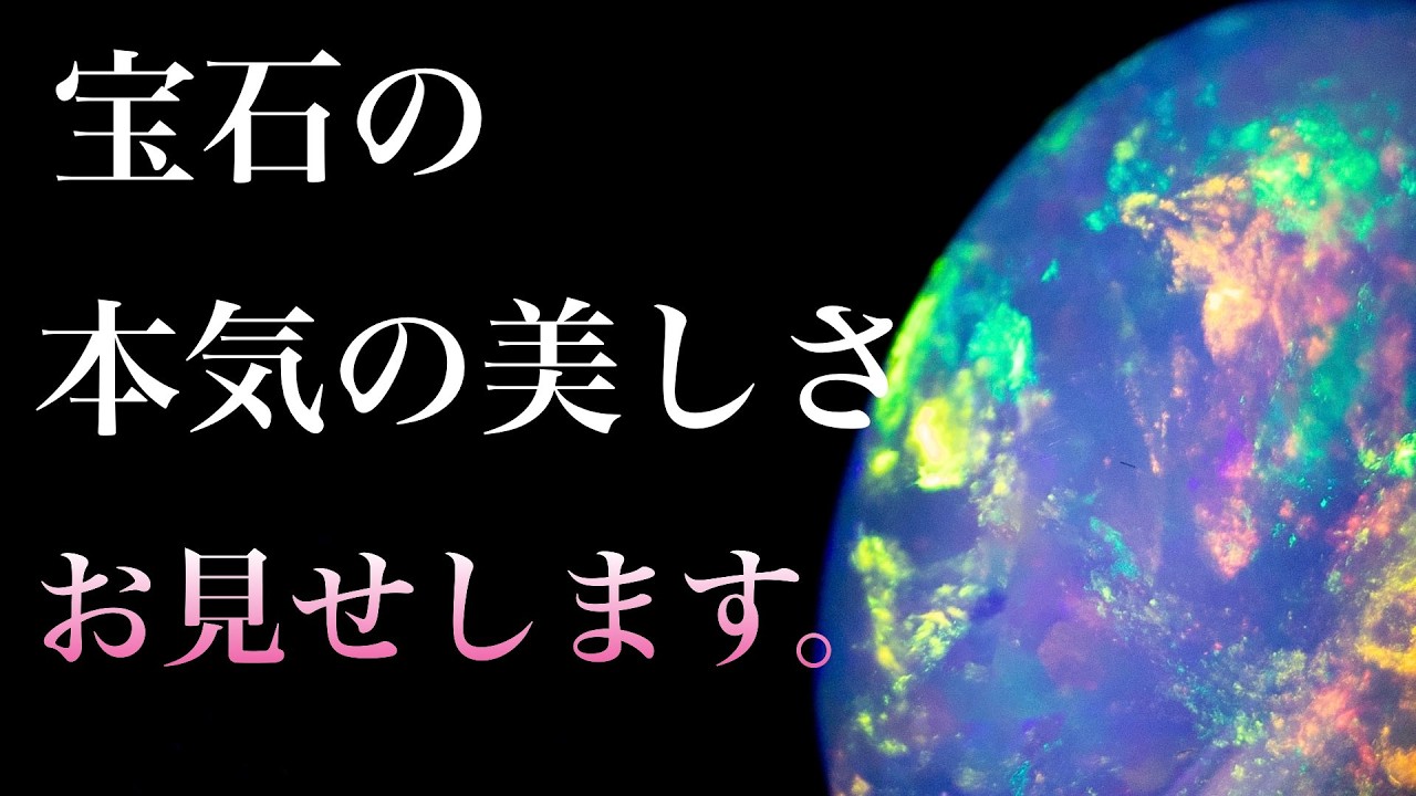『どの子もカワイイ♪オパール特集』