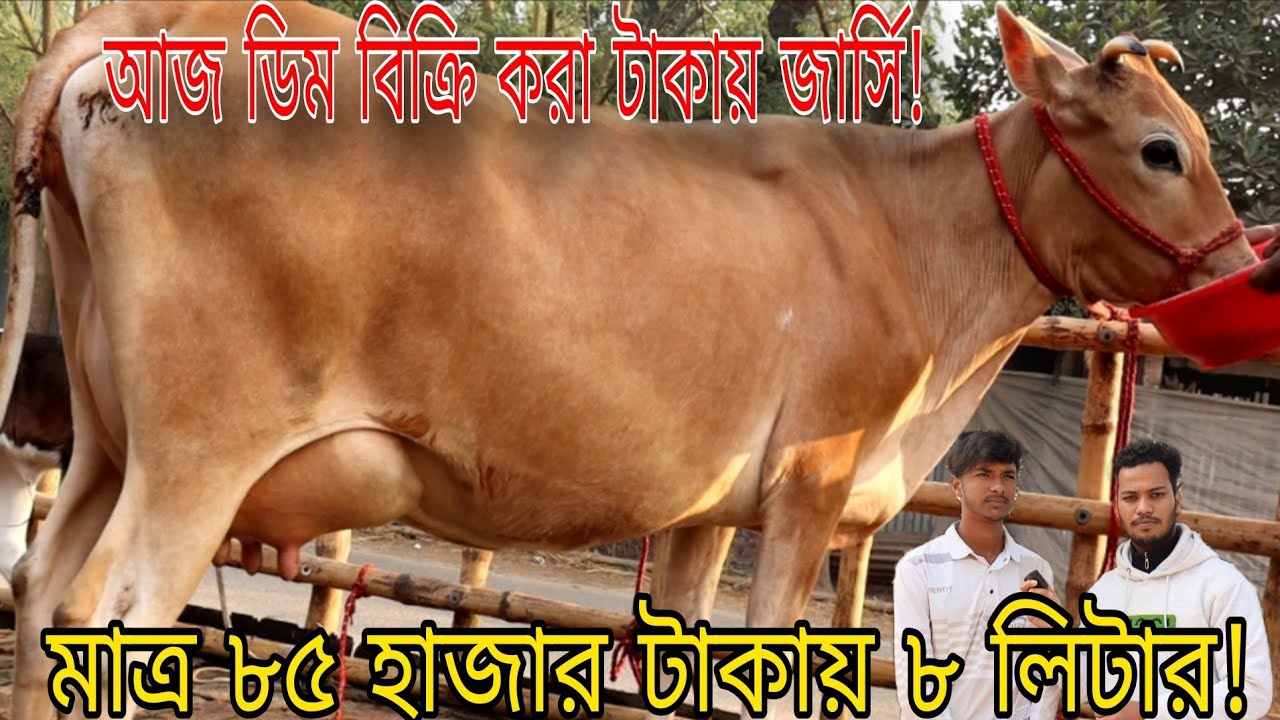 মাত্র ৮৫ হাজার টাকায় ৮ লিটার ১০৫ এ ১২ লিটার ও ১৪০ এ ১৬ লিটার দুধের গাভী!আজ ডিম বিক্রি করা টাকায় গাভী