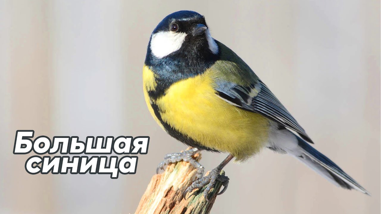 Синица - как поет, как строит семью и что любит