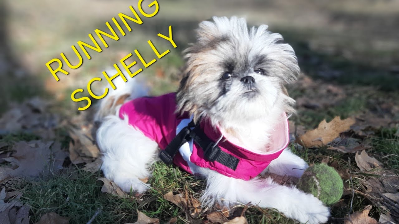 Schelly v lese - sprint @FanoliSchelly 