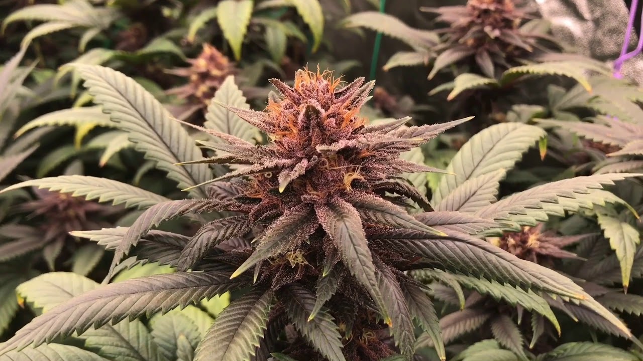 5x5 Tent - Mass Medical Strains - Week 6 Of Flowering