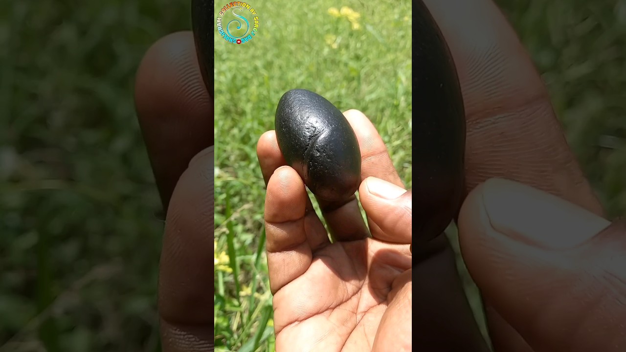 Shiva shaligram -  shaligram shila - gandaki river nepal  #shorts #short #shortsfeed