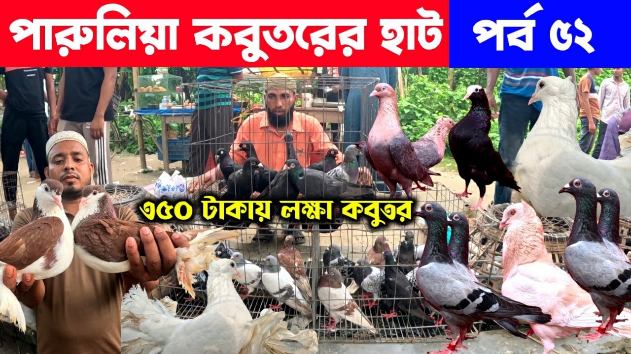 মাত্র ৩৫০ টাকায় লক্ষা কবুতর | পারুলিয়া কবুতরের হাট | kobutor hat 2025 | pigeon market in bd