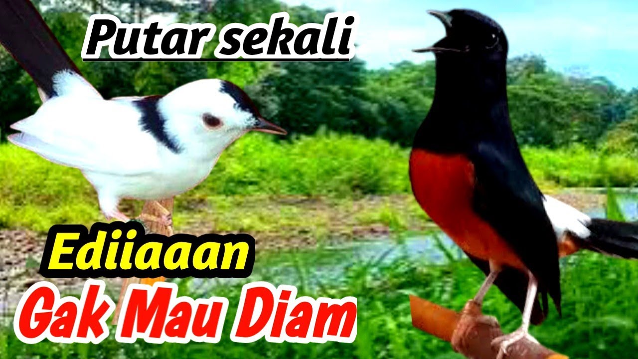 Masteran Murai Batu Isian Lengkap – Relaxing Nature Sound for Birds